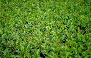 Green tea leaves.