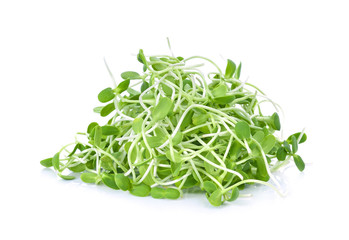 green young sunflower sprout