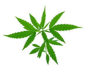 Cannabis leaf, marijuana leaf on white background