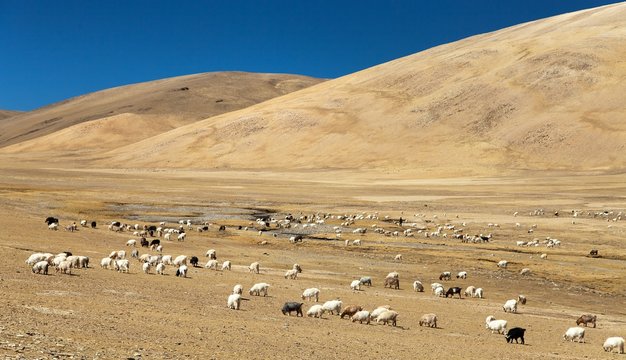 goats and sheeps herd in Indian Himalayas