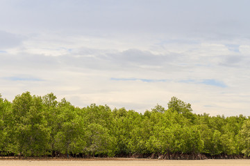 Mangroves Tree Or Shrub / Mangroves Tree Or Shrub That Grows In Chiefly Tropical Coastal Swamps That Are Flooded At High Tide In Prasae Rayong Province Thailand.
