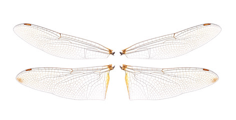 dragonfly wings isolated on white background.
