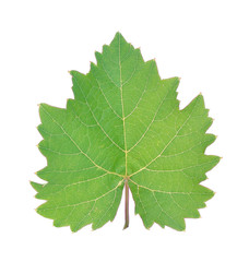 grape leaf on white background.