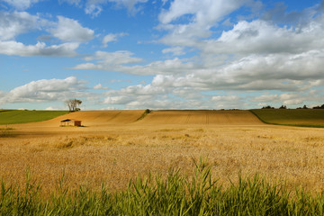 Little shed in a field