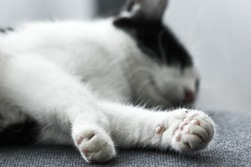 A cute cat is sleeping deep. Looking very satisfied. 