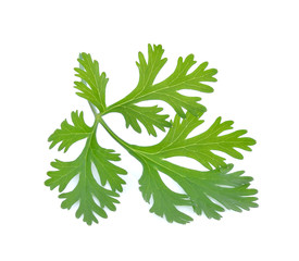 parsley isolated on white background.