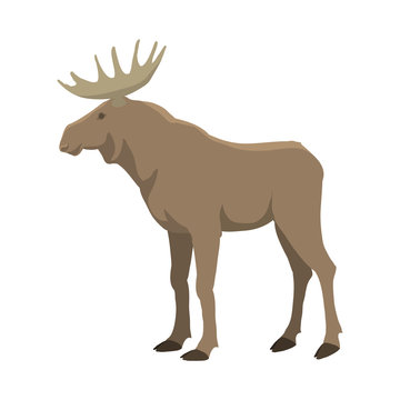 Elk vector illustration. Wild nature. Forest animal with horns. Flat isolated illustration on white background