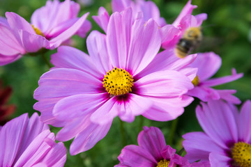 Obraz premium Pink flowers