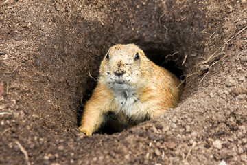 A prairie dog is looking curiously from its hole. 