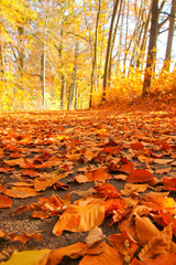 The nice view from the autumn nature with its colorful trees and calm atmosphere. 