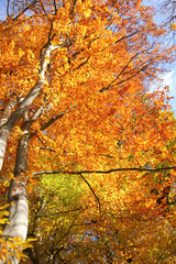 The nice view from the autumn nature with its colorful trees and calm atmosphere. 