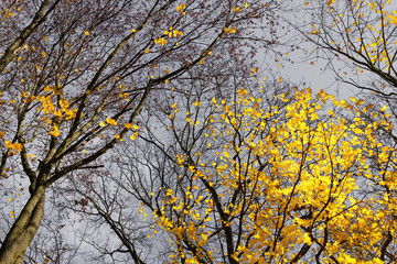 The nice look into the autumn nature. The trees are beautifully colorful. 