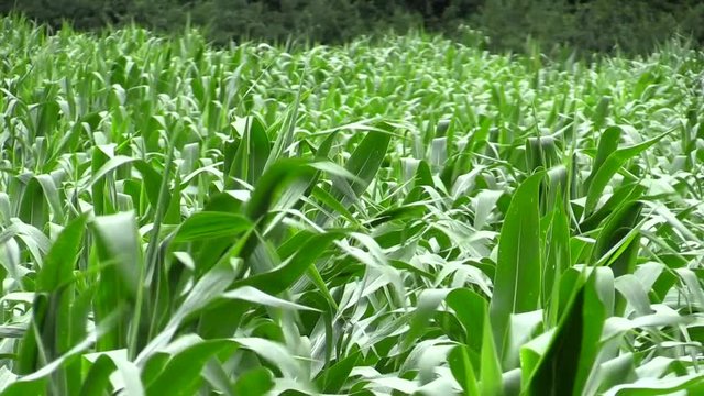 corn field spring