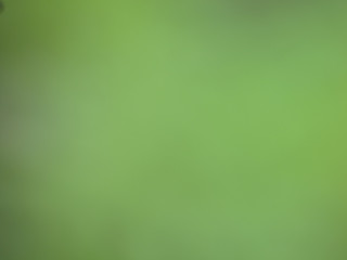 natural green background