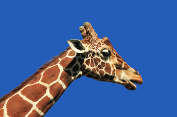 Żyrafa z profilu-łeb i szyja na tle błękitnego nieba