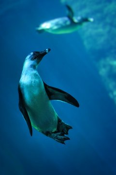 Nurkujące pingwiny-zdjęcie pod wodą