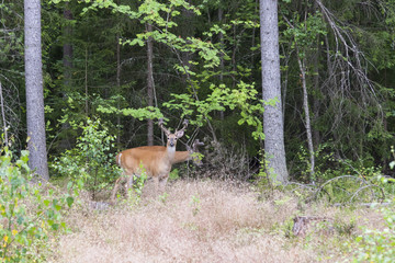 Naklejka na ściany i meble Wild white tailed deer in forest