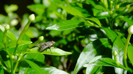 Naklejka premium closeup leaf green with a fly