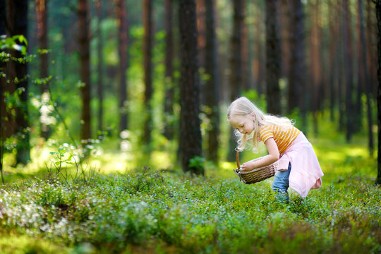 Adorable little girl picking foxberries in the forest