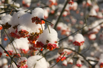 Pfaffenhütchen im Schnee