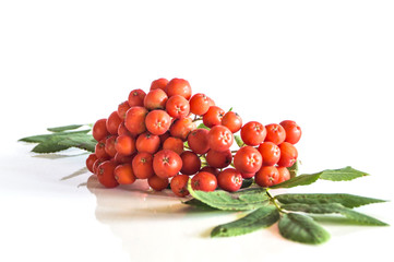 Rowan berries isolated on white