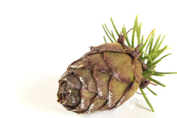 Closeup of a larch tree branch with pine cones. Isolated on white background.