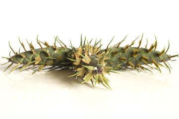 Closeup of a larch cones. Isolated on white background.