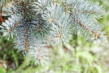 Fototapeta na wymiar Close-up of a blue spruce branches. Blur effect. Tinted photo.