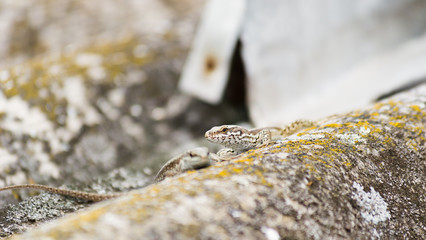 lizard