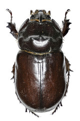 European rhinoceros beetle on white Background - Oryctes nasicornis  (Linnaeus, 1758)