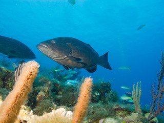 Fototapeta na wymiar black grouper (Mycteroperca bonaci), under water cuba