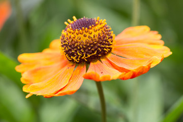 Helenium flower with selective focus on blurred background