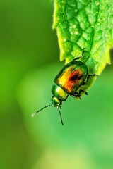 Zielonozłoty chrząszcz  na skraju liścia