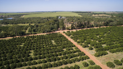 Fototapeta na wymiar Orange trees plantation aerial view in Brazil.