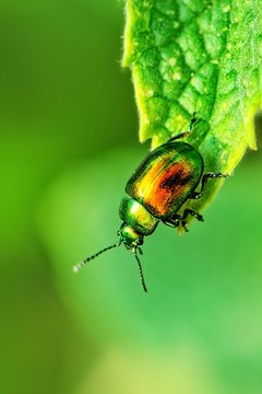 Zielonozłoty chrząszcz  na skraju liścia