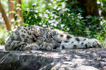 snow leopard