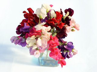 sweet pea flowers isolated on white