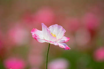 Fototapeta premium ポピー