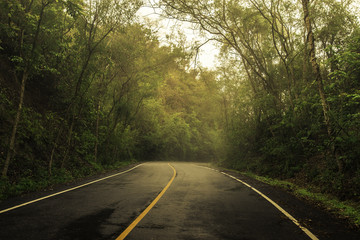 Fototapeta premium Forest road in early foggy after raining with visible light.