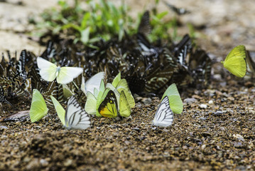 Colorful butterflies series of natural at Ban Krang Camp.select focus.