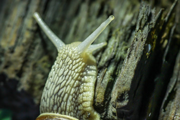 a snail head close up climbing on a tree