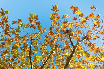 Autumn leaves sycamore tree against a blue sky.