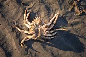Upside down dead crab on sandy beach.