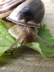 Huge snail on leaf