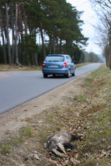 Toter Dachs im Straßengraben