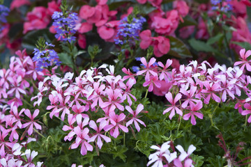Atropurpurea Creeping Phlox