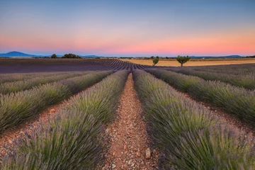 Selbstklebende Fototapete Lavendel Paysage provençal au crépuscule: Champ de lavande à Valensole - Provence  