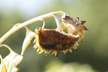 What happened to the sunflower after a few raids the flocks of sparrows