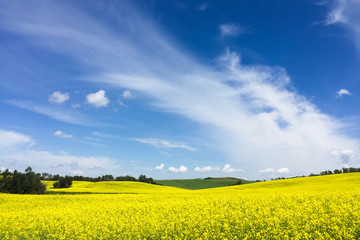 Obraz premium yellow canola field against cloudy sky