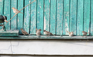 A flock of young sparrows on the gable of the old house